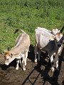 IMG_1559
