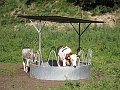 IMG_1560