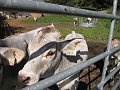 IMG_1561